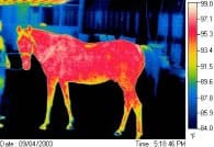 termografía equina